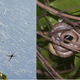 Illustration for article titled How Invasive Snakes Have Turned Guam Into a Spider-Infested Horror Show